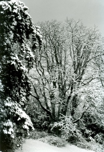 Woodcreek oak and lone wolf fir, Tract B, winter 2003